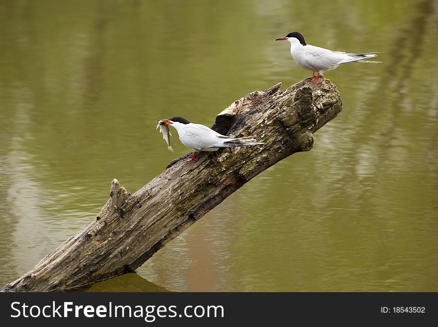 Two gulls sitting on a log in water. Two gulls sitting on a log in water