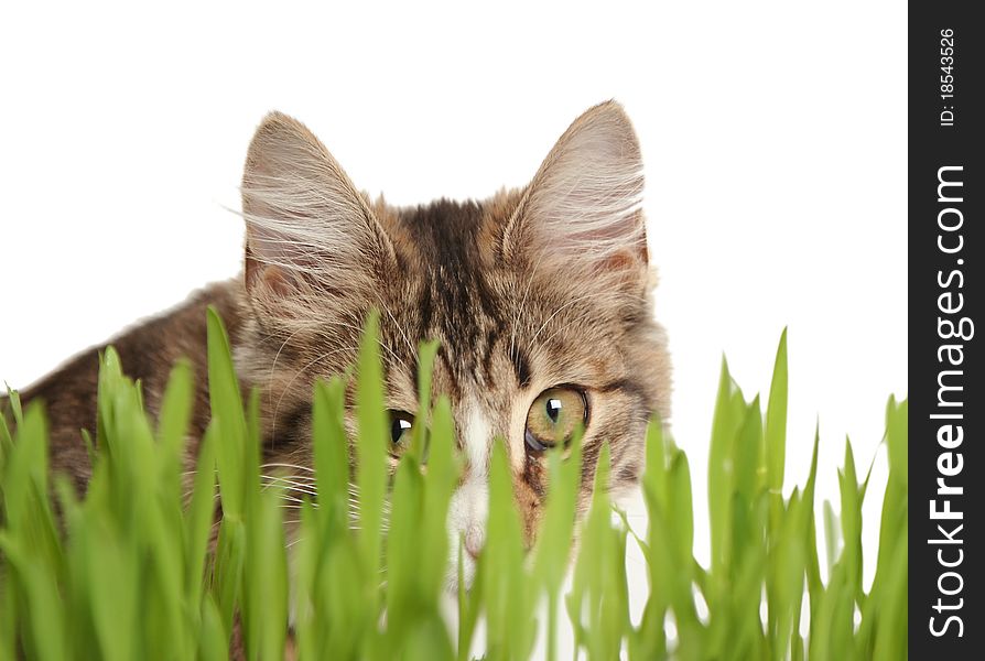 Domestic cat in the grass on white background