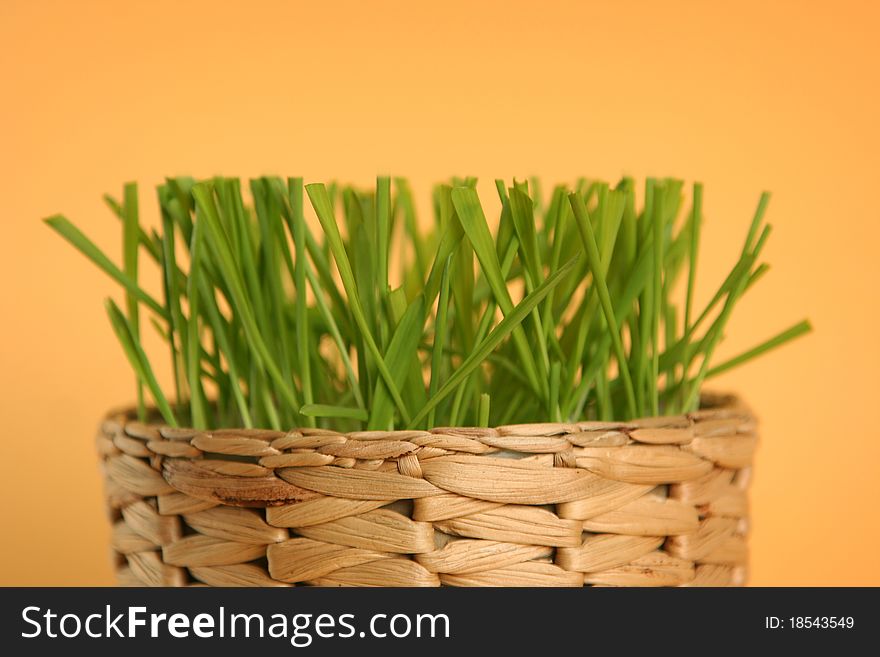 Green grass isolated on yellow background. Green grass isolated on yellow background