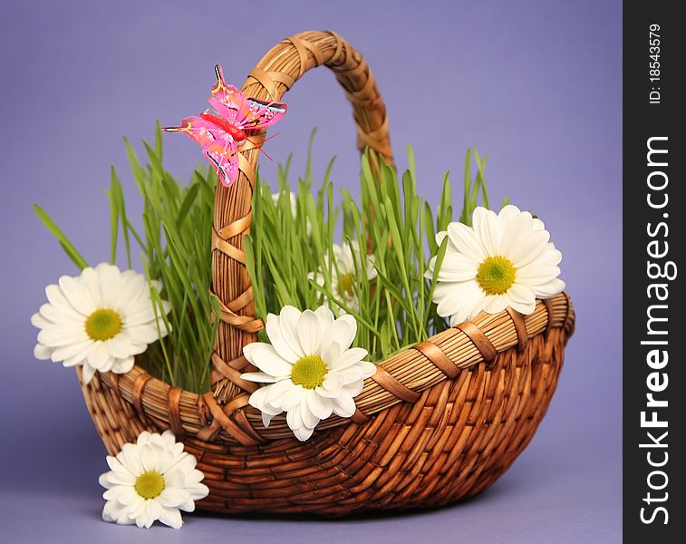 Basket with flowers on blue background