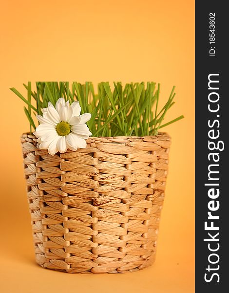 Green grass isolated on yellow background