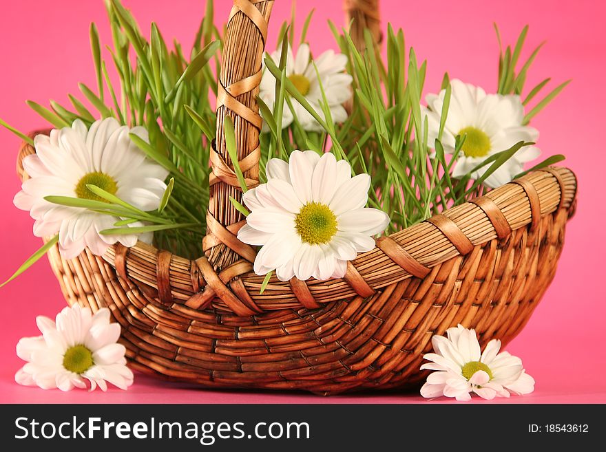 Basket with flowers on pink background. Basket with flowers on pink background