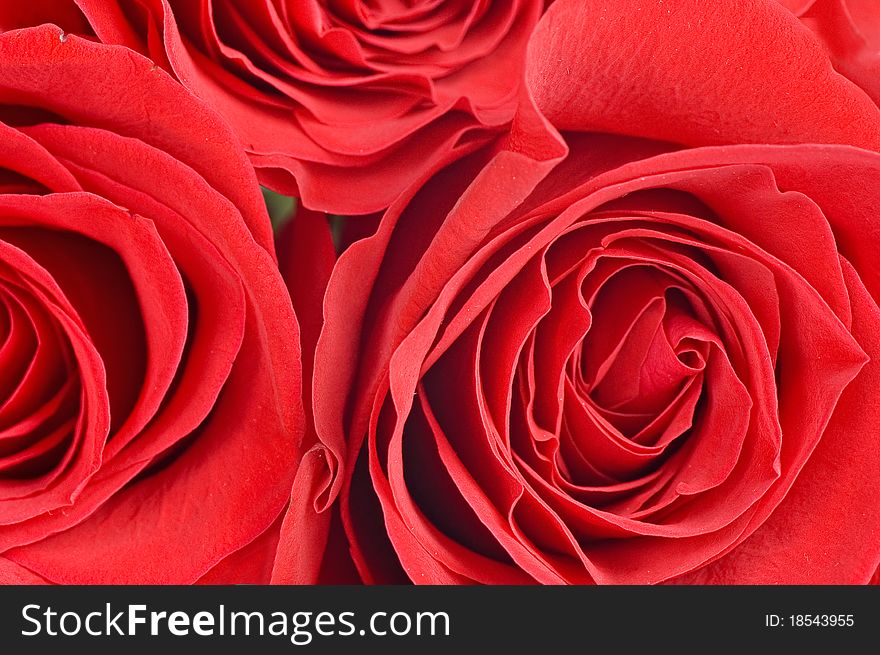 Beautiful Red Rose Close Up