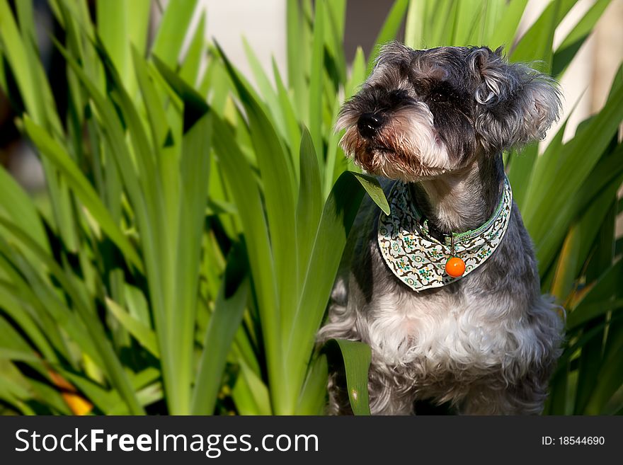 Miniature Schnauzer for background use