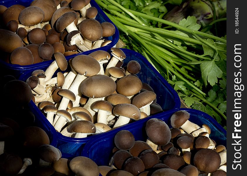 Little mushroom at market place. Little mushroom at market place