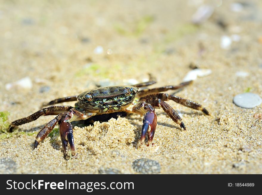 Crab on the beach in summer time