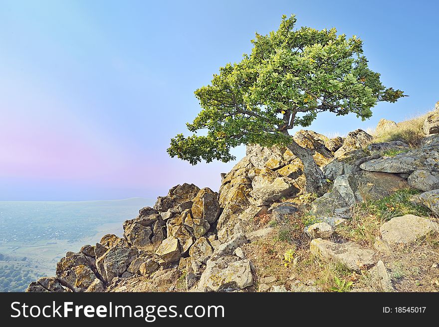 Tree on rocks in summer time