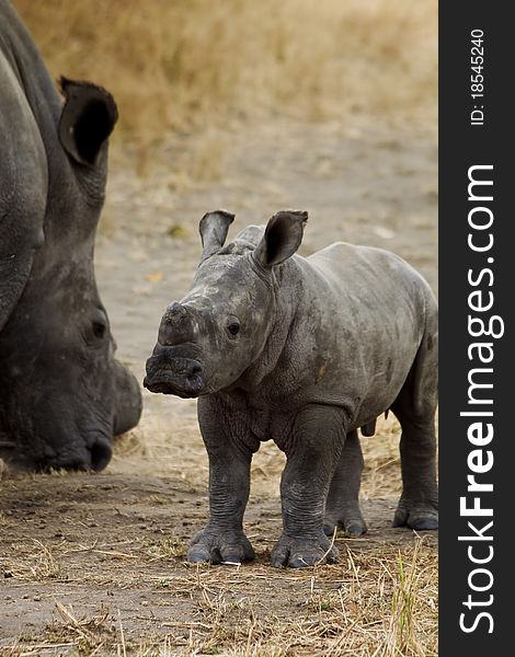 A 120kg white rhino from Zimbabwe. A 120kg white rhino from Zimbabwe.