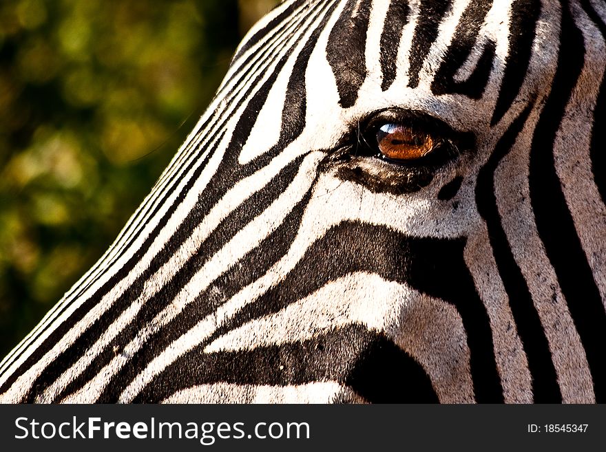 A close up of a HartmannÂ´s zebra, taken in Namibia. A close up of a HartmannÂ´s zebra, taken in Namibia.