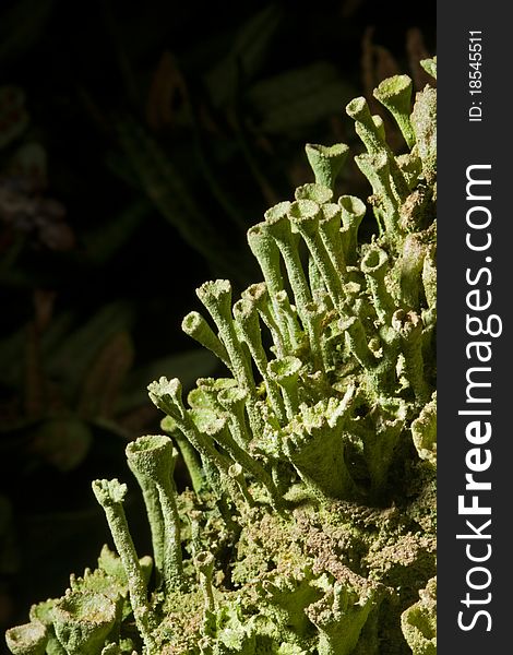 Closeup of Cup Lichens (a Cladonia species) on the trunk of an oak tree, some ferns in the background