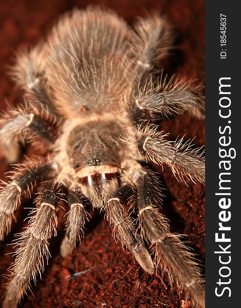 Hairy Tarantula sitting on a red mud