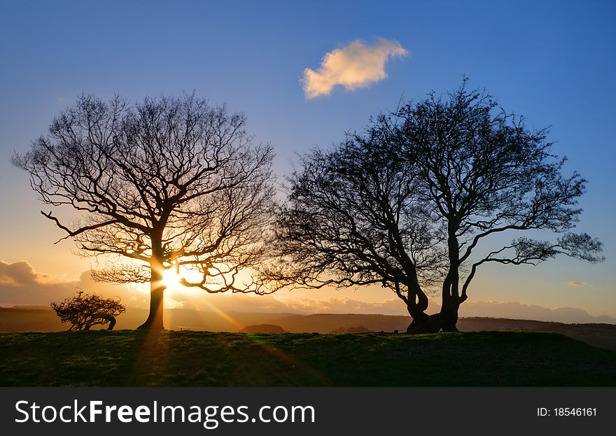 The winter sun sets behind a tree in a green meadow. The winter sun sets behind a tree in a green meadow