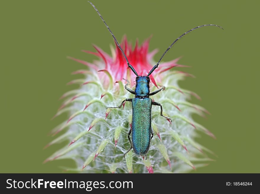 Beetle Agapanthia violacea on green background