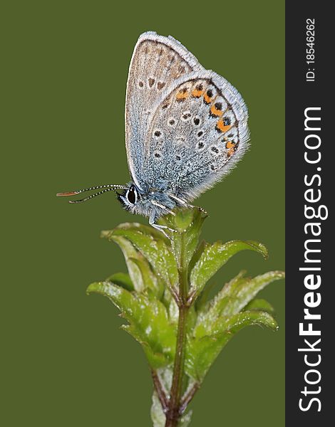 Butterflies Common Blue (Polyommatus icarus) on green background. Butterflies Common Blue (Polyommatus icarus) on green background