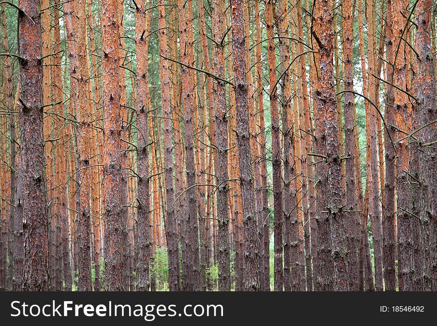 Photos of a series of tree trunks. Photos of a series of tree trunks