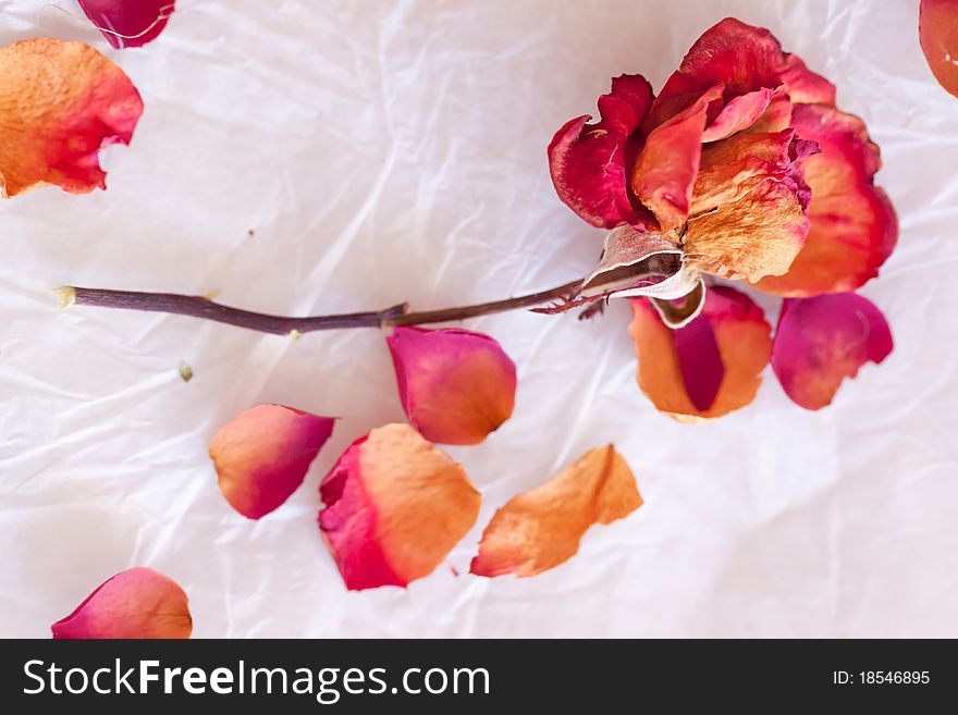 Dry red rose with dry petal on crumpled paper