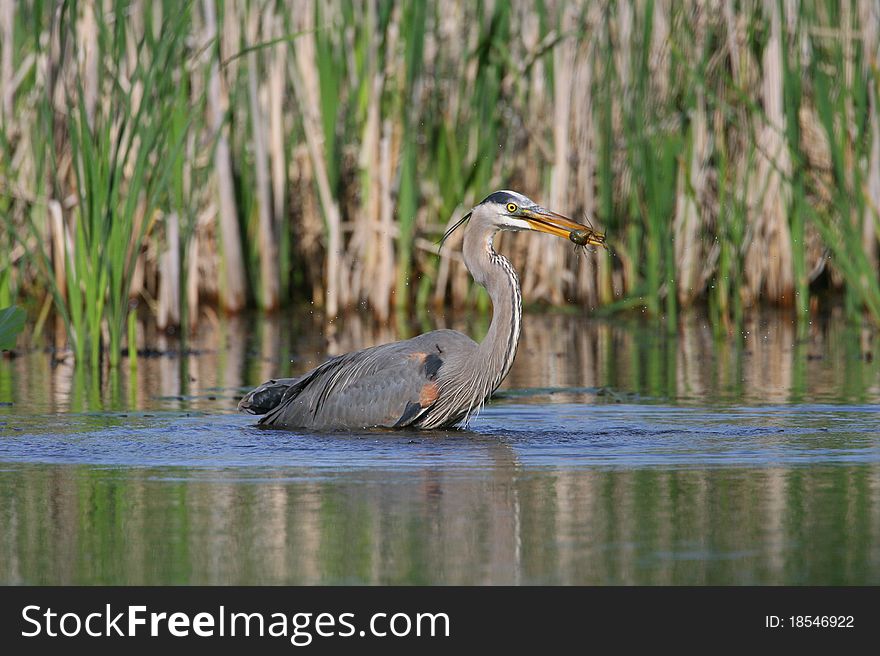Blue Heron with crayfish in mouth. Blue Heron with crayfish in mouth