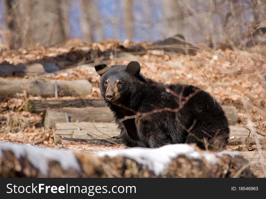 Black Bear just coming out of hibernation. Black Bear just coming out of hibernation.