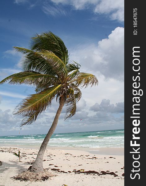 Palm Tree in Tulum Beach - Mexico