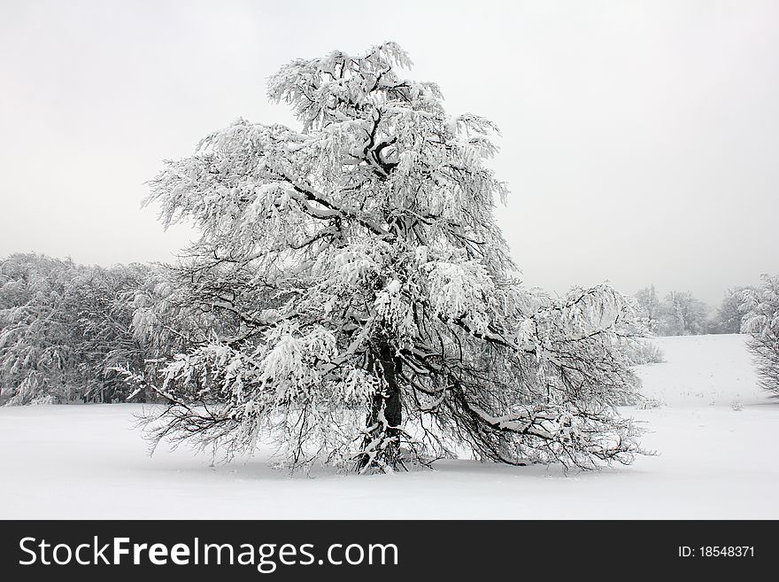 Winter idyll tree with snow