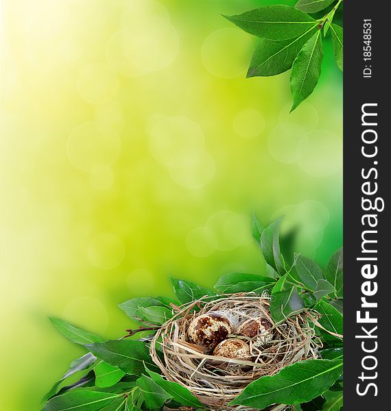 Bird`s nest on green background. Bird`s nest on green background