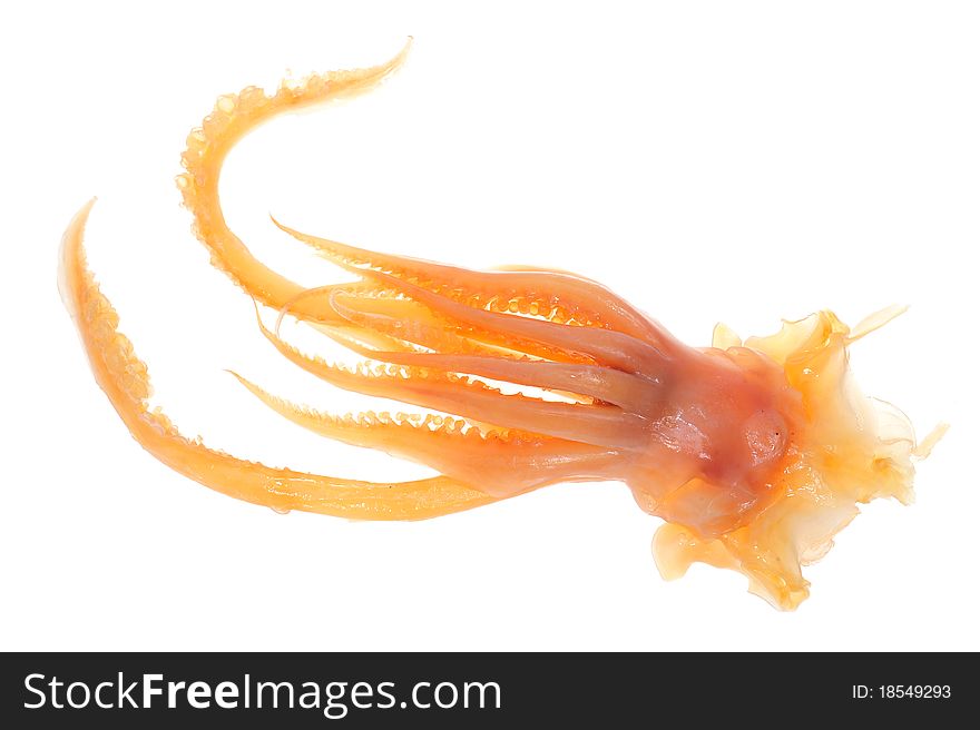 Preserved cuttlefish head after soaking in water and ready for cooking