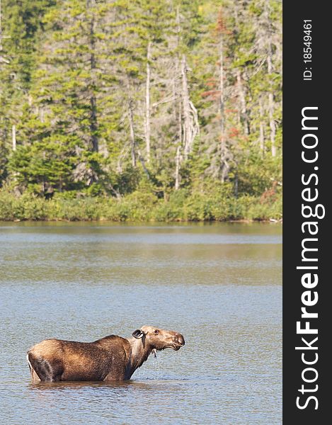 Cow moose seen at Sandy Stream Pond, Baxter State Park, Maine