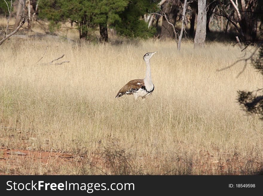 Australian Bustard