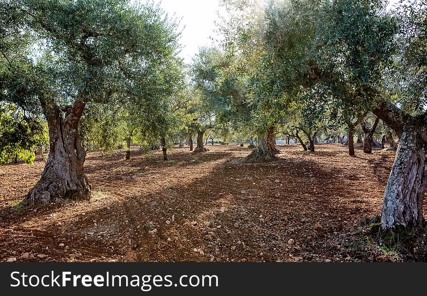 Traditional plantation of olive trees in Puglia Apulia, Italy.