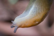 Slug, Dusky Arion Royalty Free Stock Images Slug, Dusky Arion Royalty Free Stock Images