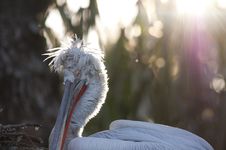 Dalmatian Pelican Portrait Stock Photography Dalmatian Pelican Portrait Stock Photography
