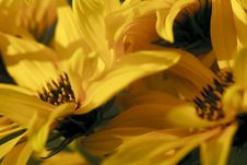 Inside A Yellow Flower Royalty Free Stock Images Inside A Yellow Flower Royalty Free Stock Images
