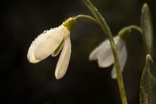 Snowdrops  In Morning Dew Royalty Free Stock Image