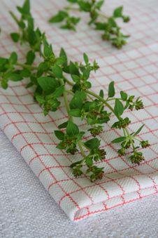 Oregano Royalty Free Stock Photography Oregano Royalty Free Stock Photography