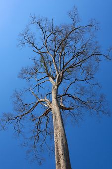 Lonely Dying Tree In Summer, Thailand Stock Photos