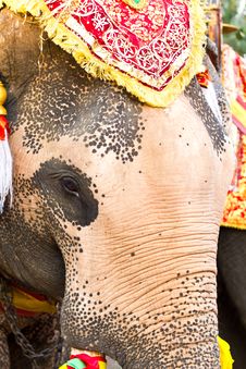 Elephant Face Close Up Stock Photo Elephant Face Close Up Stock Photo