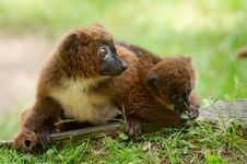 Cute Red-bellied Lemur With Baby Stock Images Cute Red-bellied Lemur With Baby Stock Images