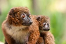Cute Red-bellied Lemur With Baby Stock Images Cute Red-bellied Lemur With Baby Stock Images