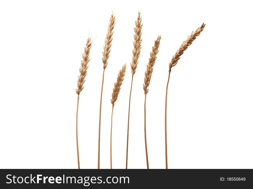 Wheat ears on white background