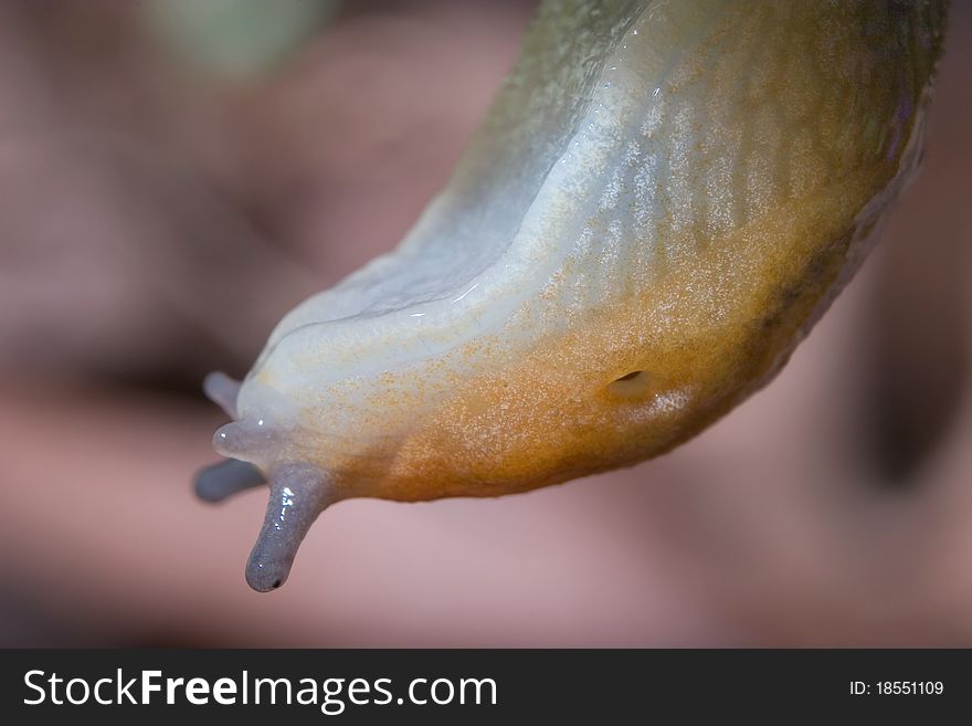 Slug, Dusky Arion, Arion subfuscus, Terrestrial Snail