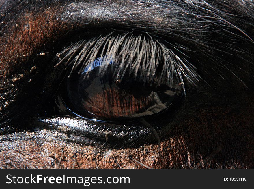 Close up eye of a mule