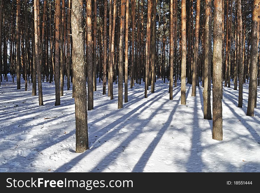 Pine tree trunks in winter forest on sunny day, Russia. Pine tree trunks in winter forest on sunny day, Russia