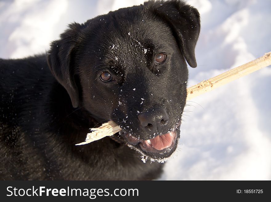 Portrait of the black dog with wooden stick, close-up. Portrait of the black dog with wooden stick, close-up
