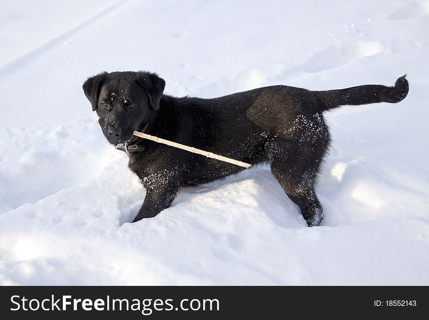 Black dog on the snow with stick. Black dog on the snow with stick