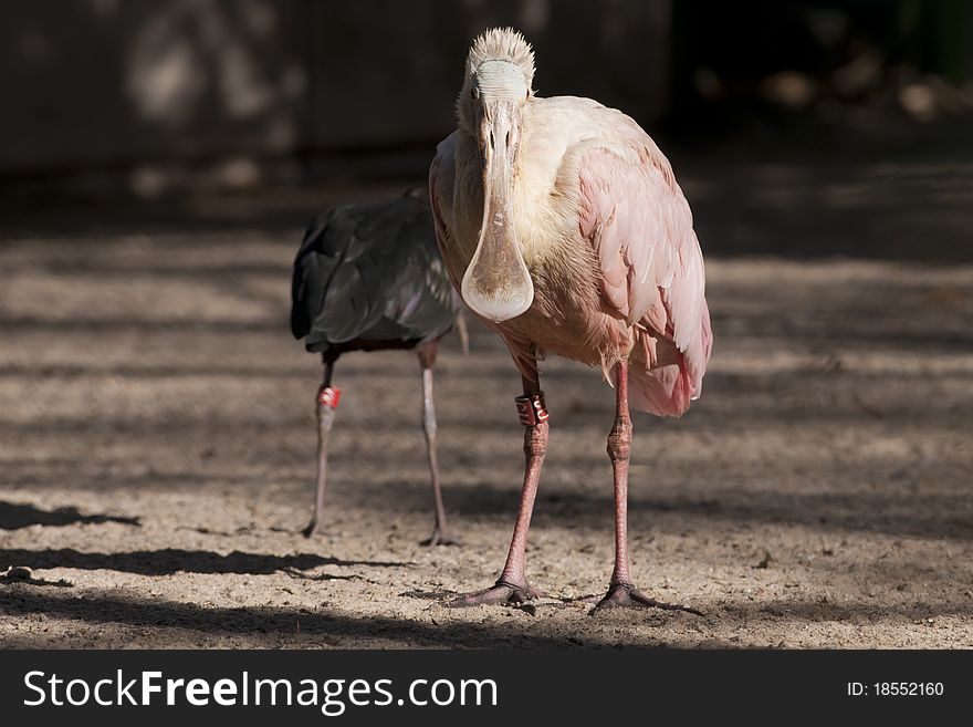 Roseate Spoonbill (Ajaja ajaja) standing