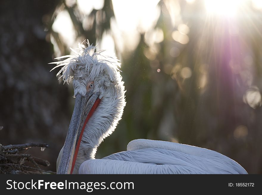 Dalmatian Pelican Portrait