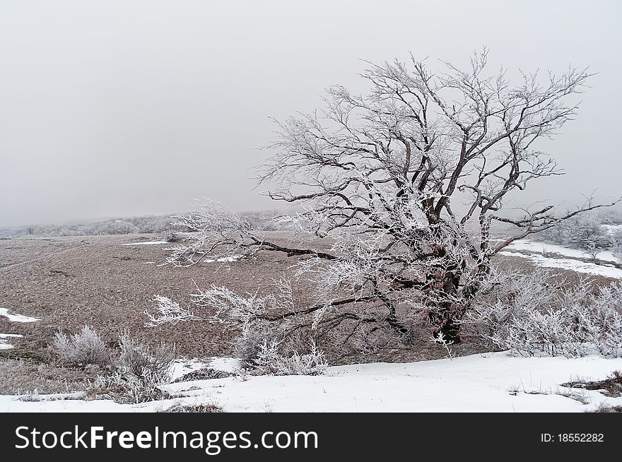 A tree covered with frost on the lower plateau of the mountain Chater-Dag in Crimea