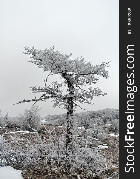 A tree covered with frost on the lower plateau of the mountain Chater-Dag in Crimea