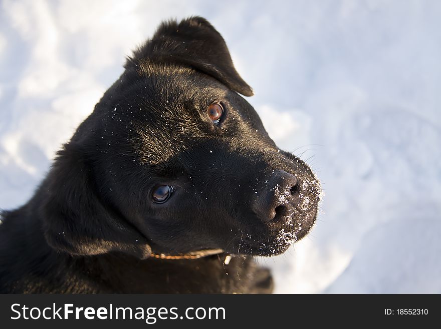 Portrait of the charming black labrador-retriever, close-up. Portrait of the charming black labrador-retriever, close-up