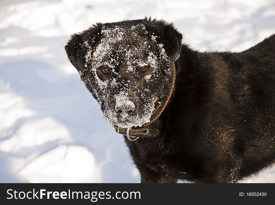 Portrait of the black labrador in the snowflake with collar. Portrait of the black labrador in the snowflake with collar